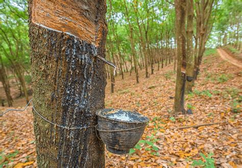 Árbol de Hevea brasiliensis y extracción de látex