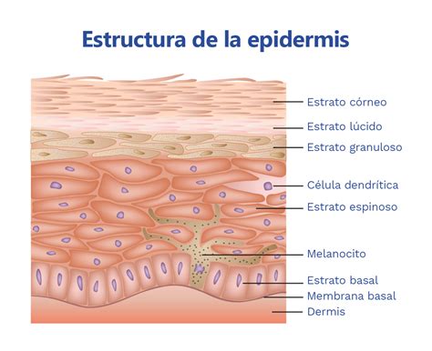 Estructura de la barrera cutánea