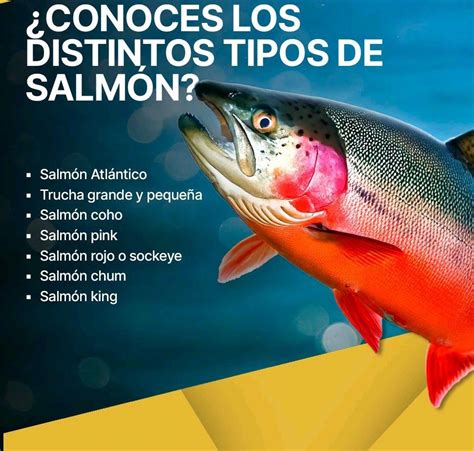 Infografía: Tipos de salmón y sus características