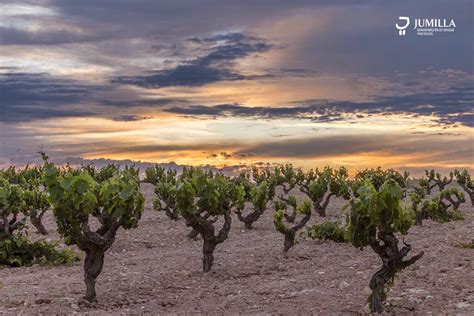 Paisaje del Altiplano de Yecla-Jumilla con viñedos