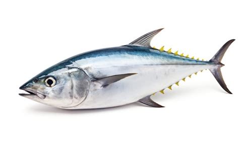 Bonito fresco cortado en lingotes