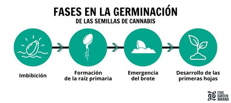 Esquema de las etapas de germinación de una semilla de calabaza