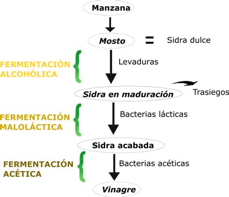 Esquema de la fermentación láctea