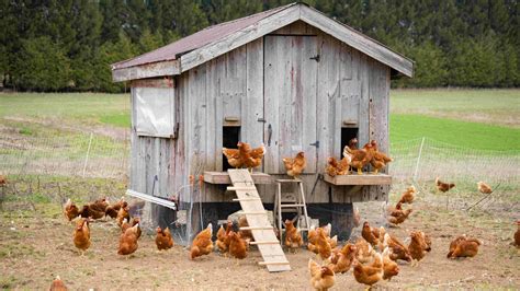 Gallinas ponedoras en un gallinero