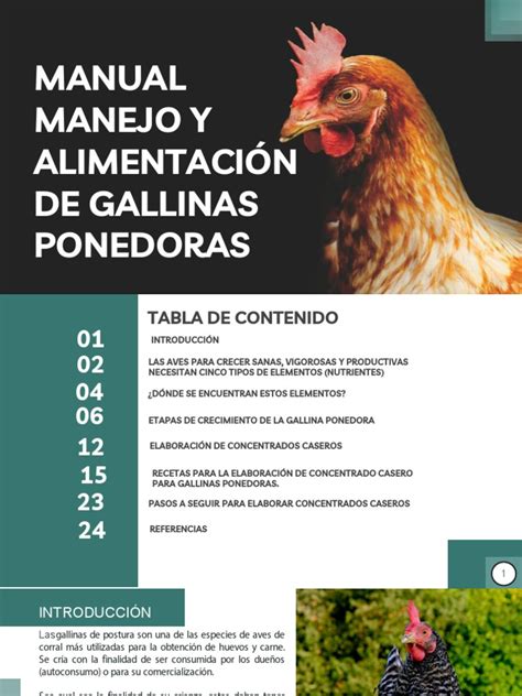 Pirámide nutricional para gallinas ponedoras