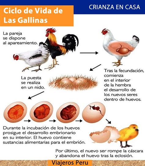 Gráfico de producción de huevos a lo largo del ciclo de vida de una gallina ponedora