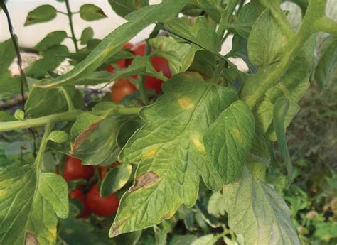 Tomates afectados por oídio