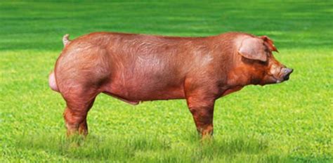 Corte de cerdo Duroc de La Rioja