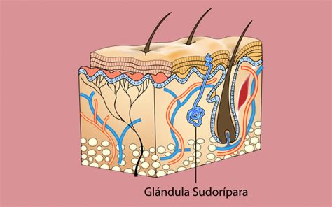 Glándulas sudoríparas en diferentes animales