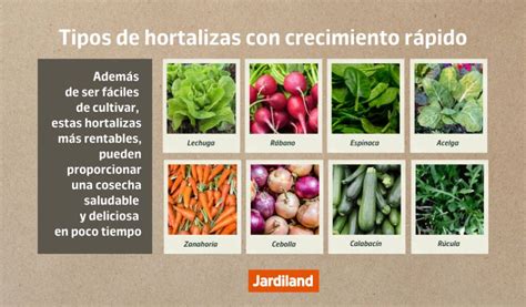 Variedad de hortalizas asadas