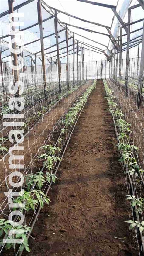 Cultivo de tomate entutorado con malla