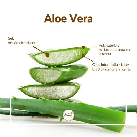 Componentes nutricionales del aloe vera