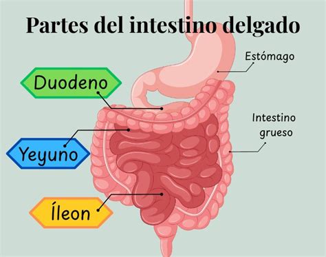 Representación esquemática del intestino delgado y daño celíaco