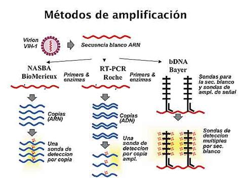 Esquema de las técnicas de amplificación de ácidos nucleicos para el diagnóstico de hongos patógenos