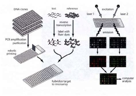 Diagrama de un microarray de ADN