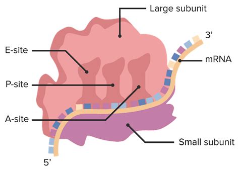 Estructura de la región ITS y genes ribosomales