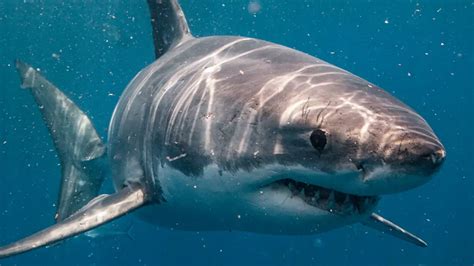 Metáfora de un tiburón acechando detrás de un salmón en un entorno empresarial