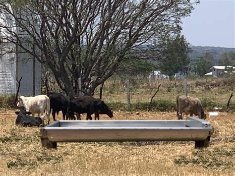ejemplo de comedero para ganadería ovina