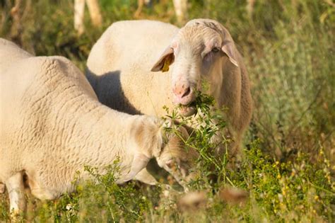 Granja ecológica de ovejas productoras de leche