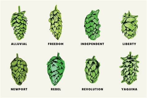 Infografía sobre los diferentes tipos de lúpulo y sus aportes a la cerveza