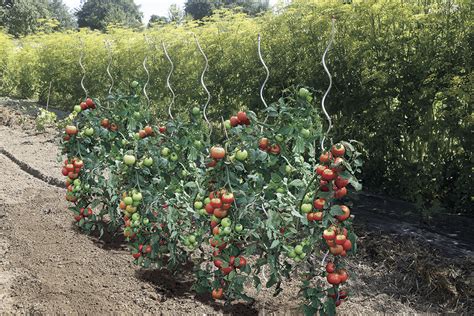 Tutor de tomate en espiral