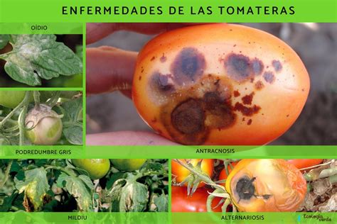 Enfermedades comunes del tomate
