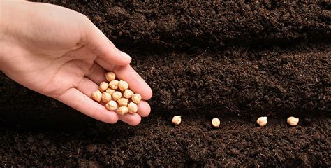 Campo de cultivo de legumbres, mostrando su impacto positivo en el suelo
