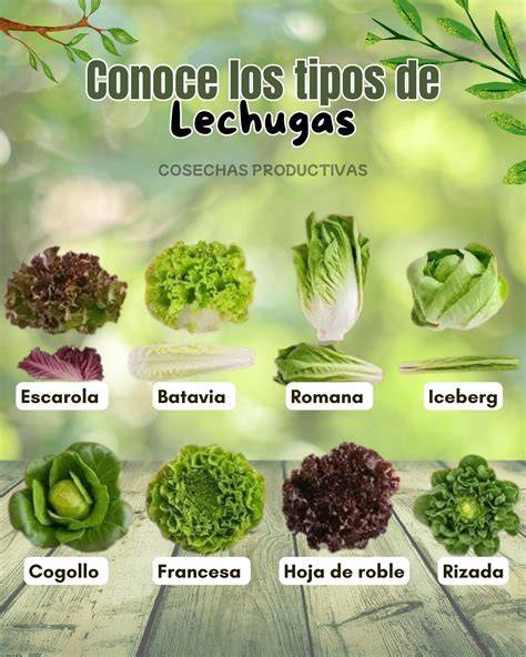Variedades de coles para ensaladas calientes