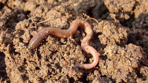 Topo europeo alimentándose de una lombriz de tierra