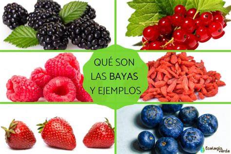 Infografía sobre los beneficios nutricionales de diferentes tipos de bayas