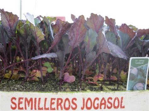 Semilleros de col lombarda