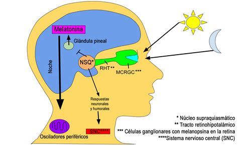 Esquema de la glándula pineal y la producción de melatonina