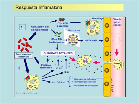 Diagrama de la respuesta inflamatoria y la acción de los omega-3