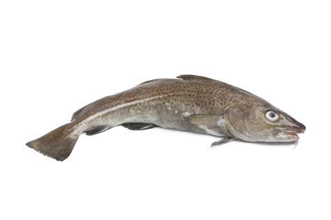 Bacalao entero fresco