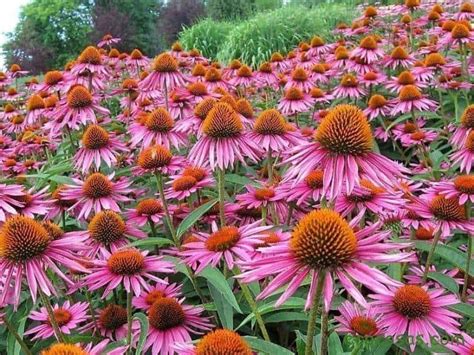 Ilustración de las diferentes especies de Equinácea: Echinacea purpurea, Echinacea pallida y Echinacea angustifolia