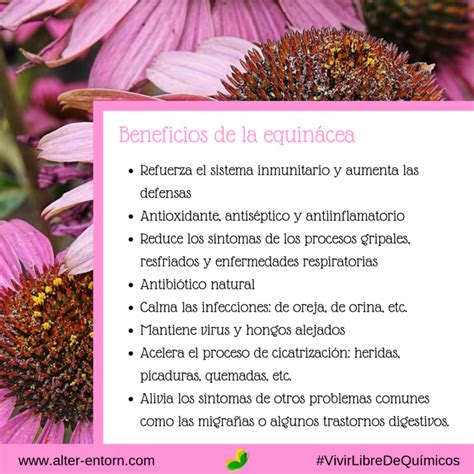 Infografía: Beneficios clave de la equinácea para la salud