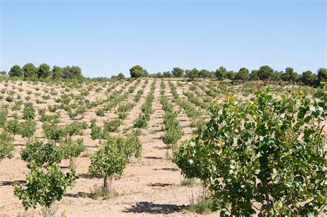 Campo de pistachos en España