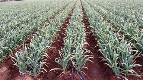 Campo de cultivo de ajos