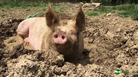Cerdo revolcándose en el barro para refrescarse