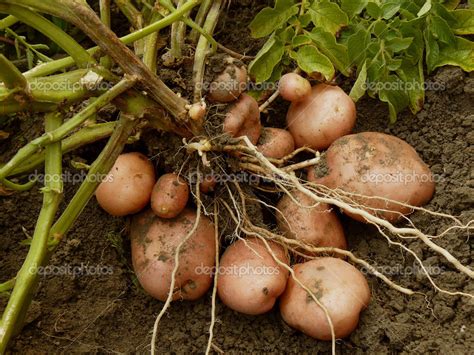 Planta de patata y sus tubérculos