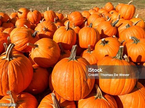 Campo de calabazas durante el otoño