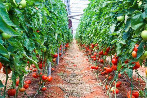 Campo de tomates cultivados