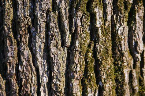Primer plano de la textura de la cáscara de espelta
