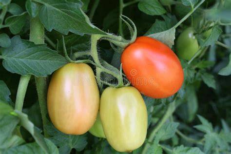 Tomates Roma en diferentes etapas de maduración