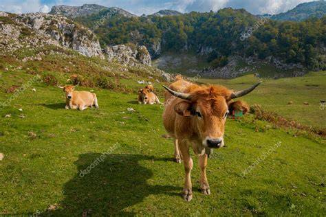 Paisaje montañoso de Asturias con vacas pastando