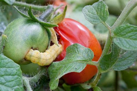 Daños de la Tuta absoluta en una planta de tomate