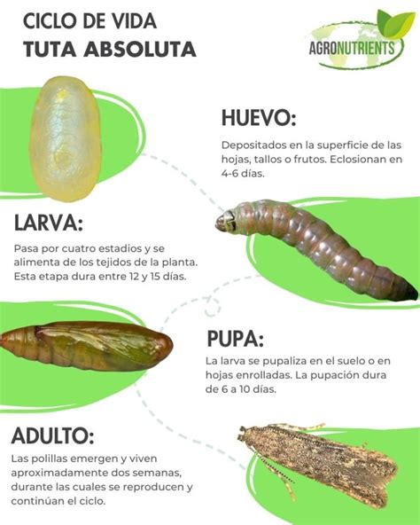 Ciclo de vida de la Tuta absoluta