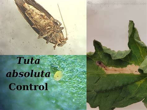 Insectos depredadores de la Tuta absoluta