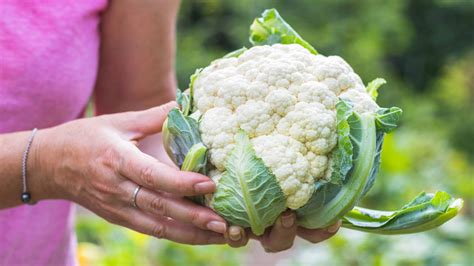 Infografía: Historia y cultivo de la coliflor