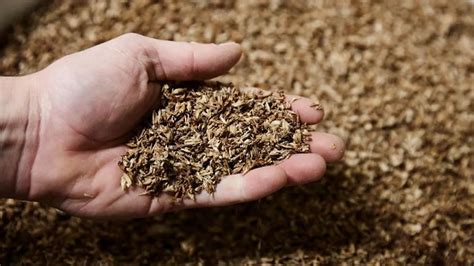 Esquema sobre el aprovechamiento del bagazo de cerveza